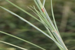 Saccharum spontaneum